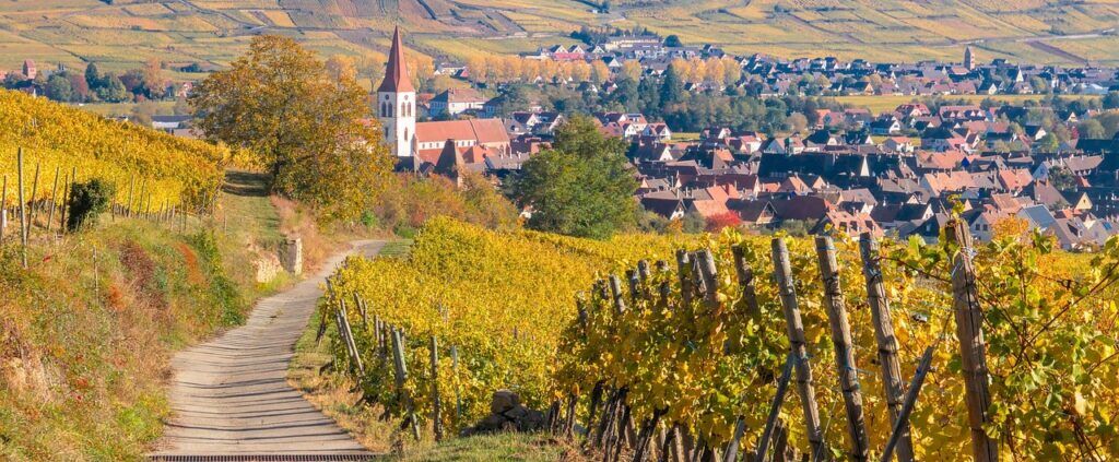 vineyard, ammerschwihr, village-6774592.jpg